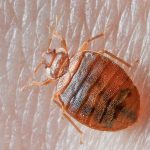 ef2a2b56-1e0e-4860-aa3e-57c77b354c91-bed-bug-on-skin
